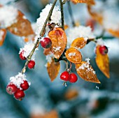 COTONEASTER