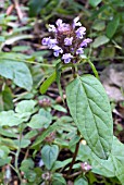 PRUNELLA VULGARIS,  SELF HEAL