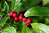 ILEX DECIDUA