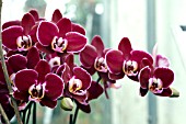 PHALAENOPSIS ELEGANT DEBORA