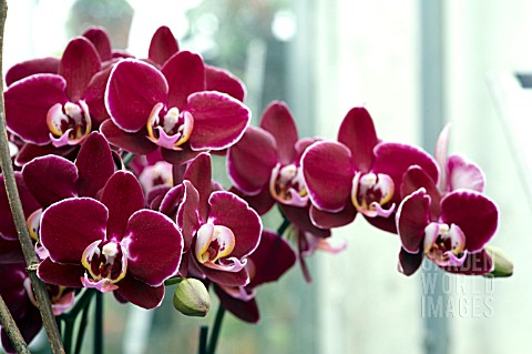 PHALAENOPSIS_ELEGANT_DEBORA