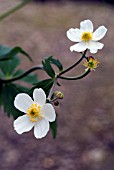 RANUNCULUS ACONITIFOLIUS,  FAIR MAIDS OF FRANCE