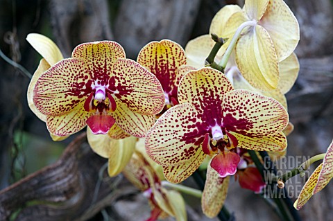 PHALAENOPSIS_ELEGANT_KARIN_ALOHA