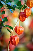 PHYSALIS ALKEKENGI