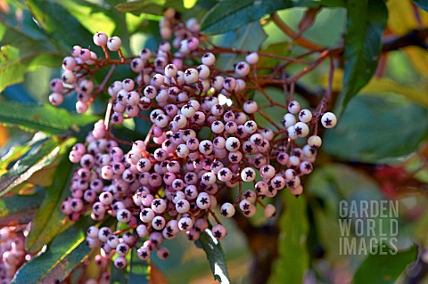 SORBUS_HARROWIANA