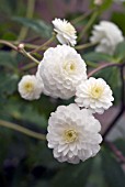 RANUNCULUS ACONITIFOLIUS FLORE PLENO,  FAIR MAIDS OF FRANCE