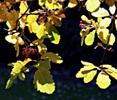 SORBUS MOUGEOTII