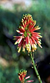 ALOE ELGONICA