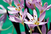 COLCHICUM HUNGARICUM