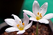 COLCHICUM SZOVITSII