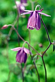 SEMIAQUILEGIA ECALCARATA