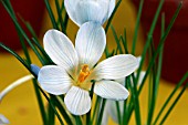 CROCUS BAYTOPIORUM