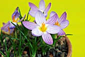 CROCUS IMPERATI DE JAGER