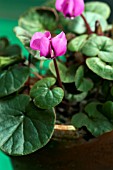 CYCLAMEN COUM MEADENS CRIMSON