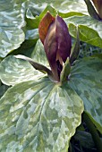 TRILLIUM CUNEATUM,  WAKE ROBIN