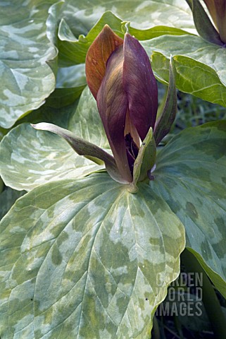 TRILLIUM_CUNEATUM__WAKE_ROBIN