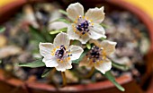 ERANTHIS PINNATIFIDA