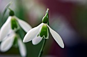 GALANTHUS ALISON HILARY