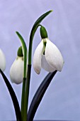 GALANTHUS CASTLE LADY LORNA