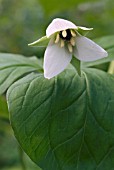 TRILLIUM ERECTUM BEIGE,  WAKE ROBIN