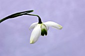 GALANTHUS DESDEMONA