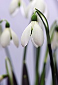 GALANTHUS GINNS IMPERATI