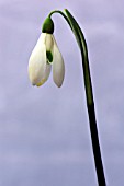 GALANTHUS NIVALIS BITTON