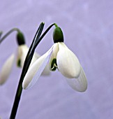 GALANTHUS NIVALIS SCONE PALACE