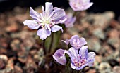 HEPATICA JAPONICA SAICHOU