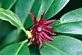 ILLICIUM FLORIDANUM