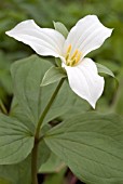 TRILLIUM GRANDIFLORUM,  WAKE ROBIN