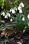 GALANTHUS AILIDH