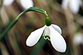 GALANTHUS BACKHOUSE NO. 12