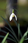 GALANTHUS BLONDE INGE