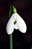 GALANTHUS BRENDA TROYLE