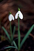 GALANTHUS BRENDA TROYLE