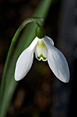 GALANTHUS DAME MARGOT