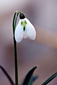 GALANTHUS EDWIN