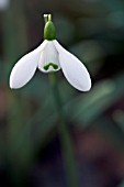 GALANTHUS GINNS IMPERATI