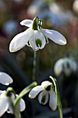 GALANTHUS HIPPOLYTA