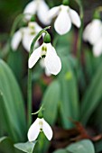 GALANTHUS JOHNATHAN