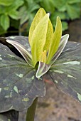 TRILLIUM LUTEUM,  WAKE ROBIN