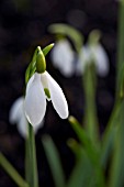 GALANTHUS KETTON