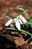 GALANTHUS LITTLE BEN