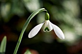 GALANTHUS MAGNET