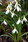 GALANTHUS NIVALIS SANDERSII