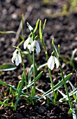 GALANTHUS NIVALIS SCHARLOCKII