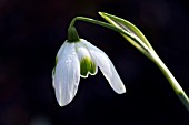 GALANTHUS OPHELIA