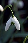 GALANTHUS OPHELIA