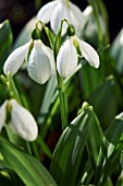 GALANTHUS PLICATUS AUGUSTUS